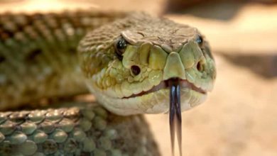 Do snakes really smell with their tongues in tamil