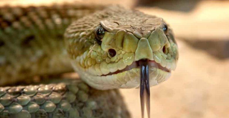 Do snakes really smell with their tongues in tamil