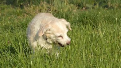 Why do dogs eat grass