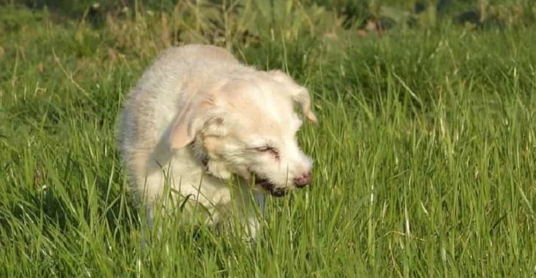 Why do dogs eat grass