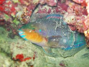 parrotfish